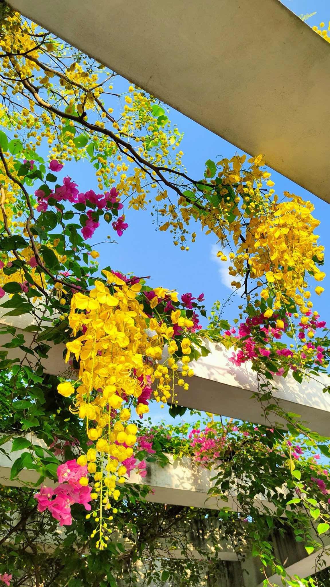 Ngắm sắc hoa rực rỡ mùa Hè Hà Nội