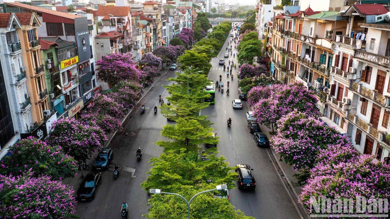 Ngắm sắc hoa rực rỡ mùa Hè Hà Nội