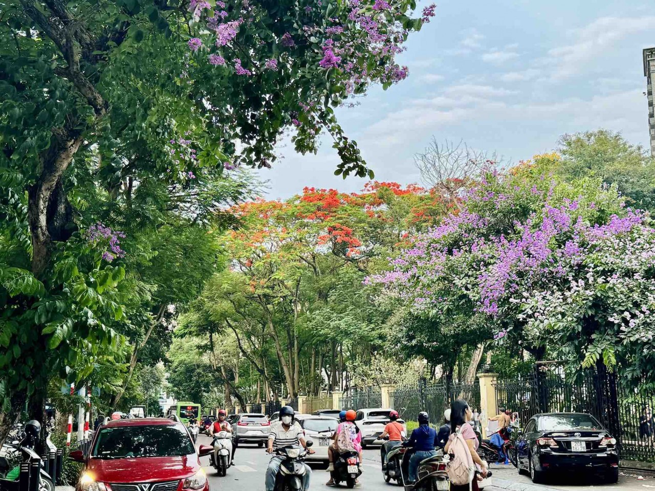 Ngắm sắc hoa rực rỡ mùa Hè Hà Nội