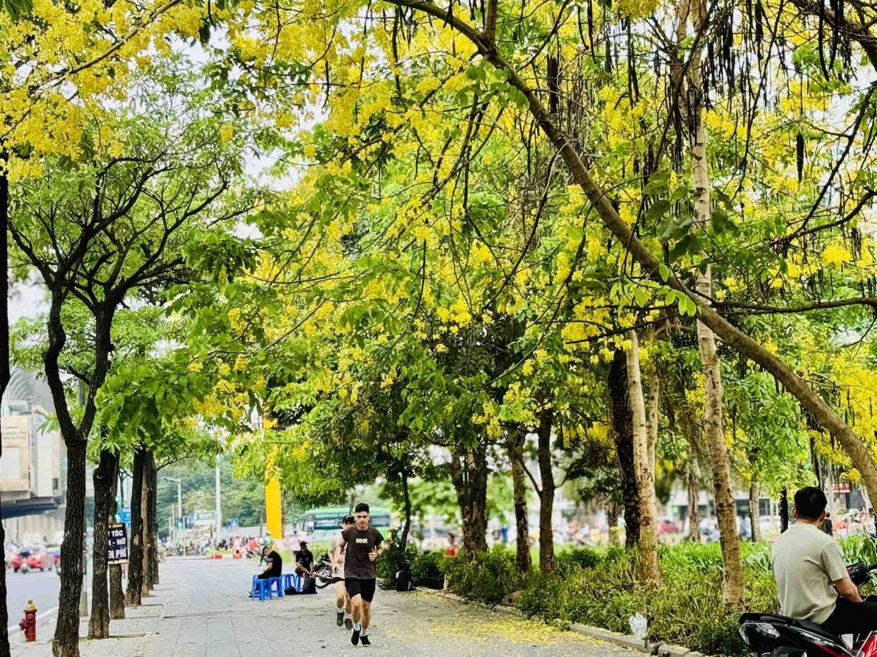 Ngắm sắc hoa rực rỡ mùa Hè Hà Nội