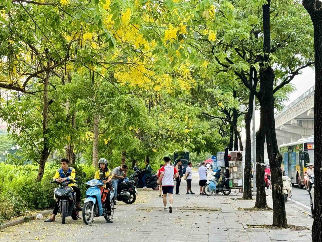 Ngắm sắc hoa rực rỡ mùa Hè Hà Nội