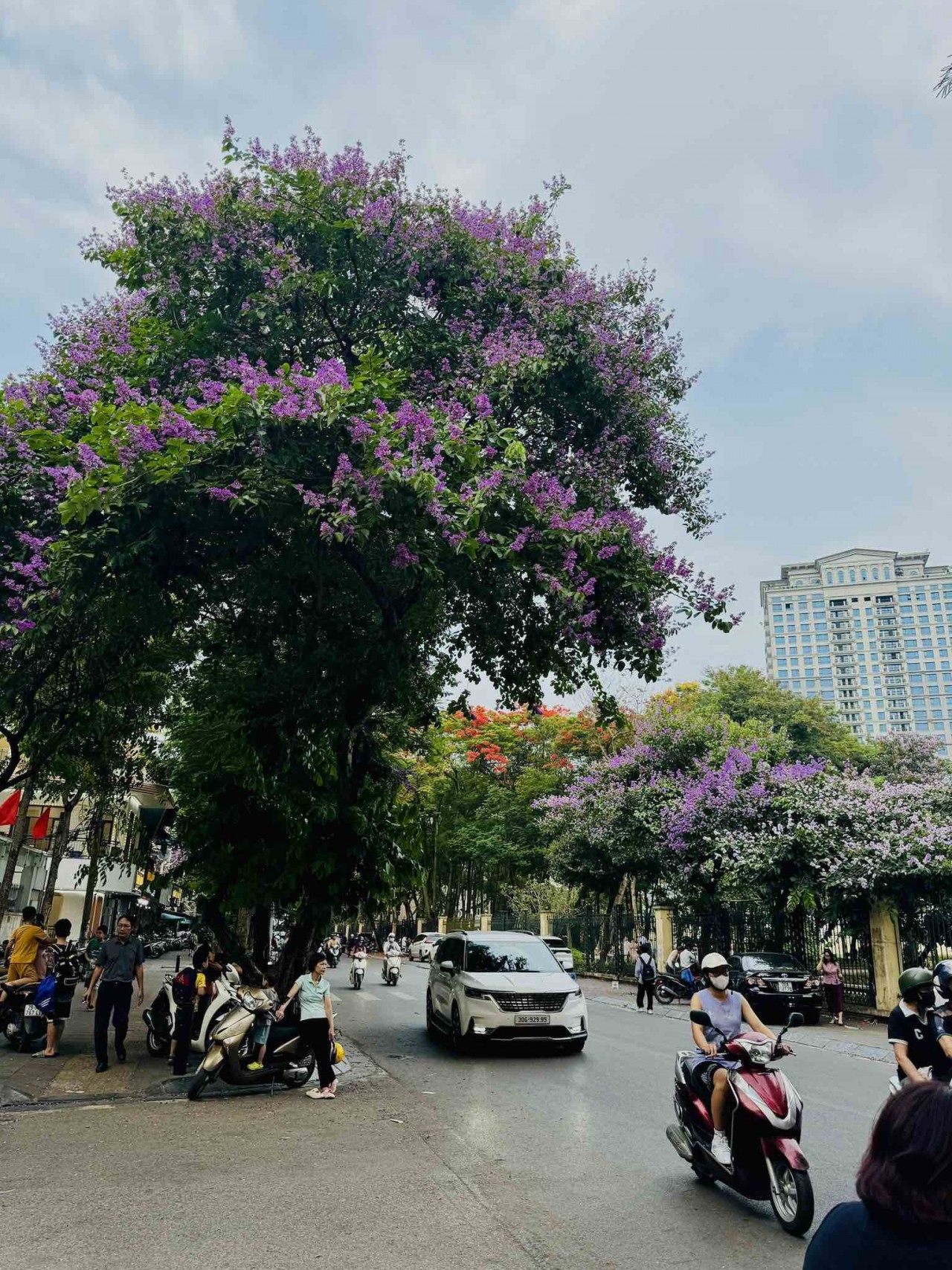 Ngắm sắc hoa rực rỡ mùa Hè Hà Nội