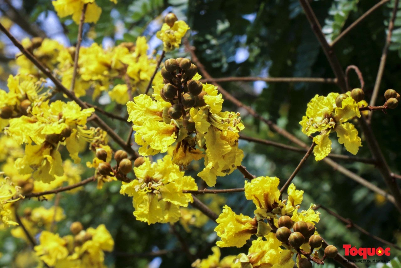 Ngắm sắc hoa rực rỡ mùa Hè Hà Nội