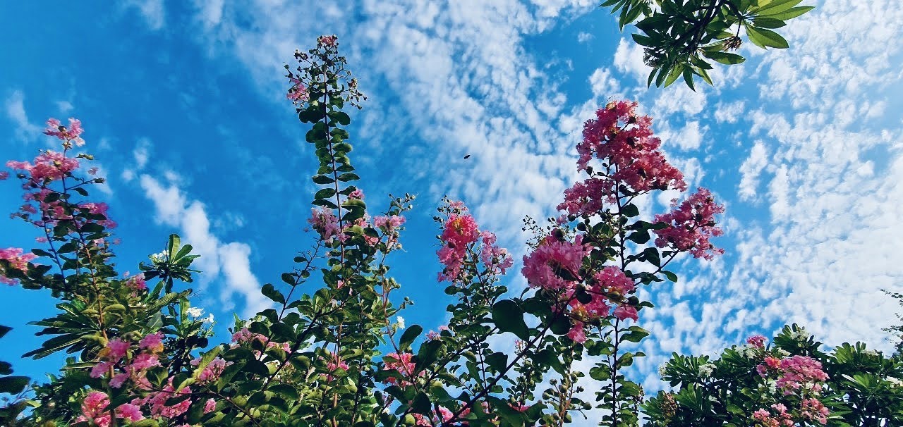 Ngắm sắc hoa rực rỡ mùa Hè Hà Nội