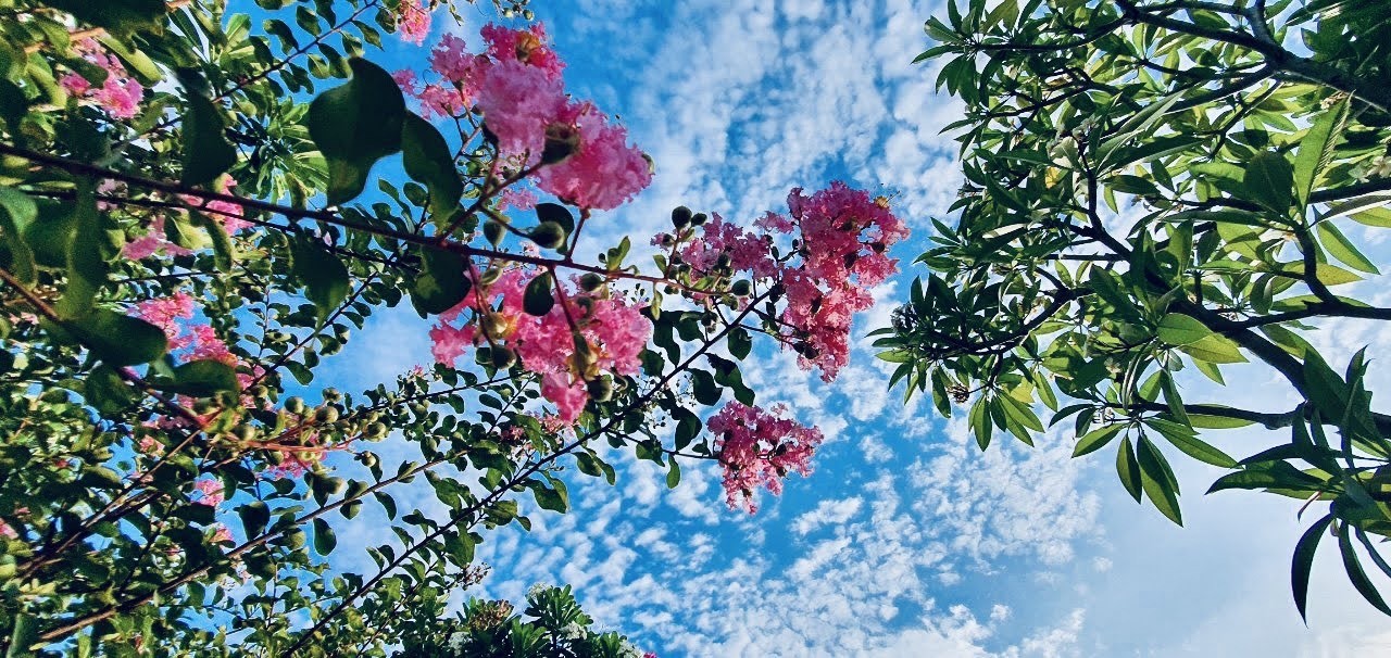 Ngắm sắc hoa rực rỡ mùa Hè Hà Nội