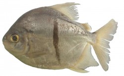 Lý do loài cá mới thuần chay được đặt tên theo nhân vật phản diện trong Chúa tể của những chiếc nhẫn