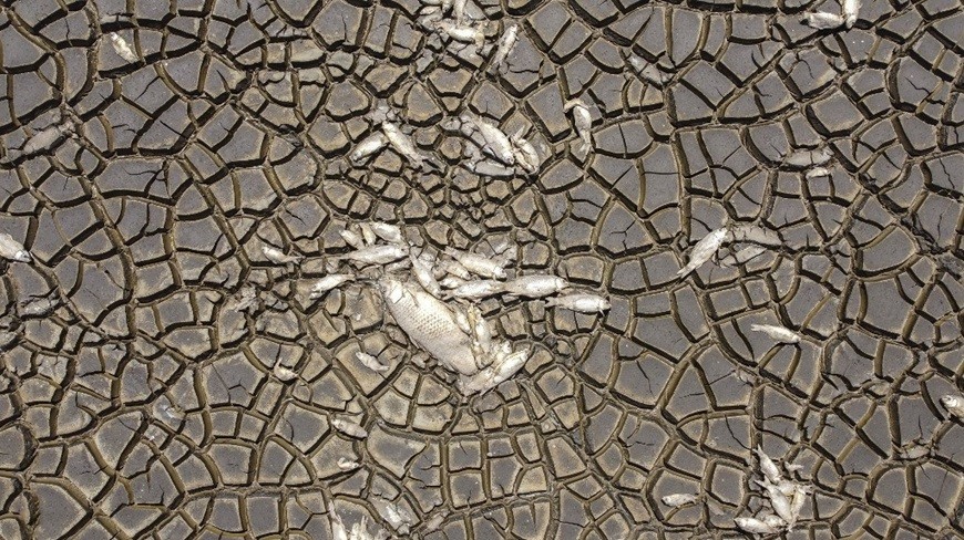 Mexico: Hạn hán nghiêm trọng, đầm phá Bustilos khô hạn, cá chết hàng loạt