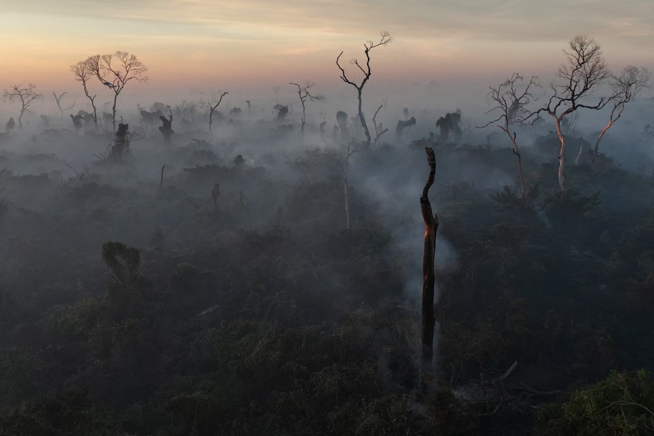 Cháy rừng thiêu rụi vùng đất ngập nước lớn nhất thế giới ở Brazil