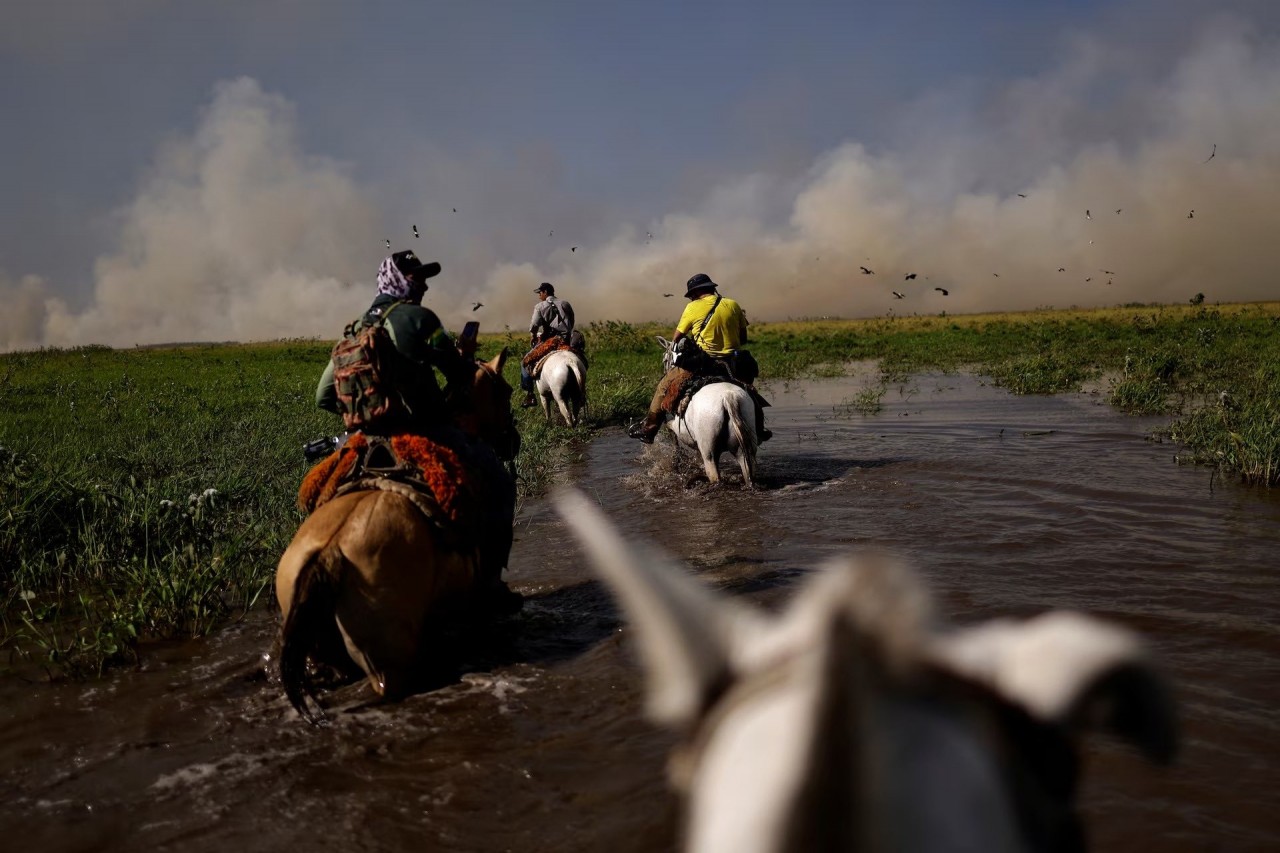 Cháy rừng thiêu rụi vùng đất ngập nước lớn nhất thế giới ở Brazil
