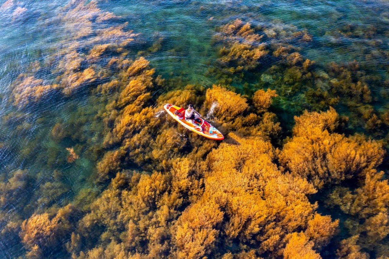 Ngắm trọn mùa rong mơ - ‘đặc sản’ mùa Hè ở Nhơn Hải, Bình Định Ngắm trọn mùa rong mơ - ‘đặc sản’ mùa Hè ở Nhơn Hải, Bình Định