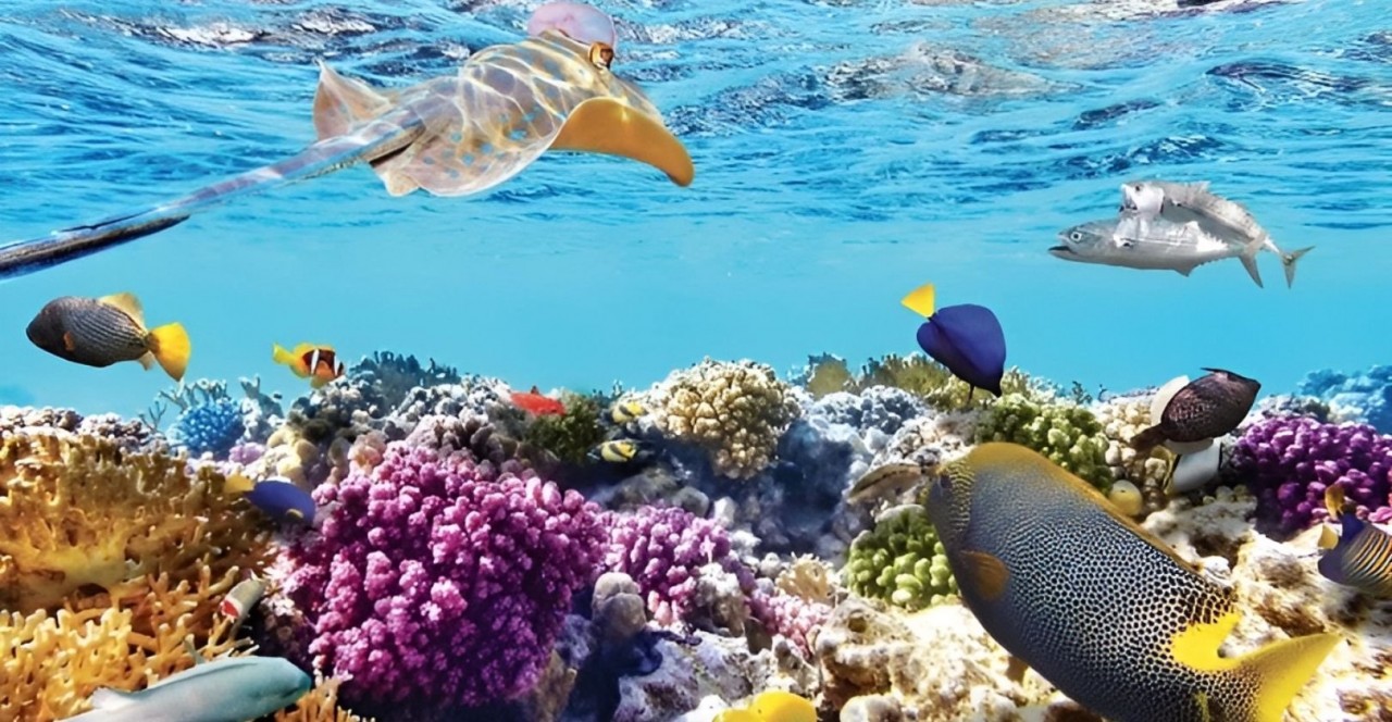 Ngắm trọn mùa rong mơ - ‘đặc sản’ mùa Hè ở Nhơn Hải, Bình Định Ngắm trọn mùa rong mơ - ‘đặc sản’ mùa Hè ở Nhơn Hải, Bình Định