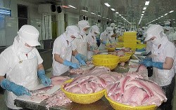 Cá tra Việt 'đắt hàng' tại Hong Kong (Trung Quốc)