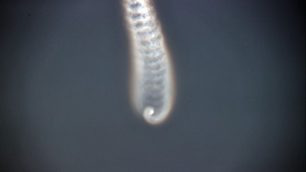 trieu tien ra thong bao ve vu phong thu ten lua tuyen bo ke hoach chua dung lai