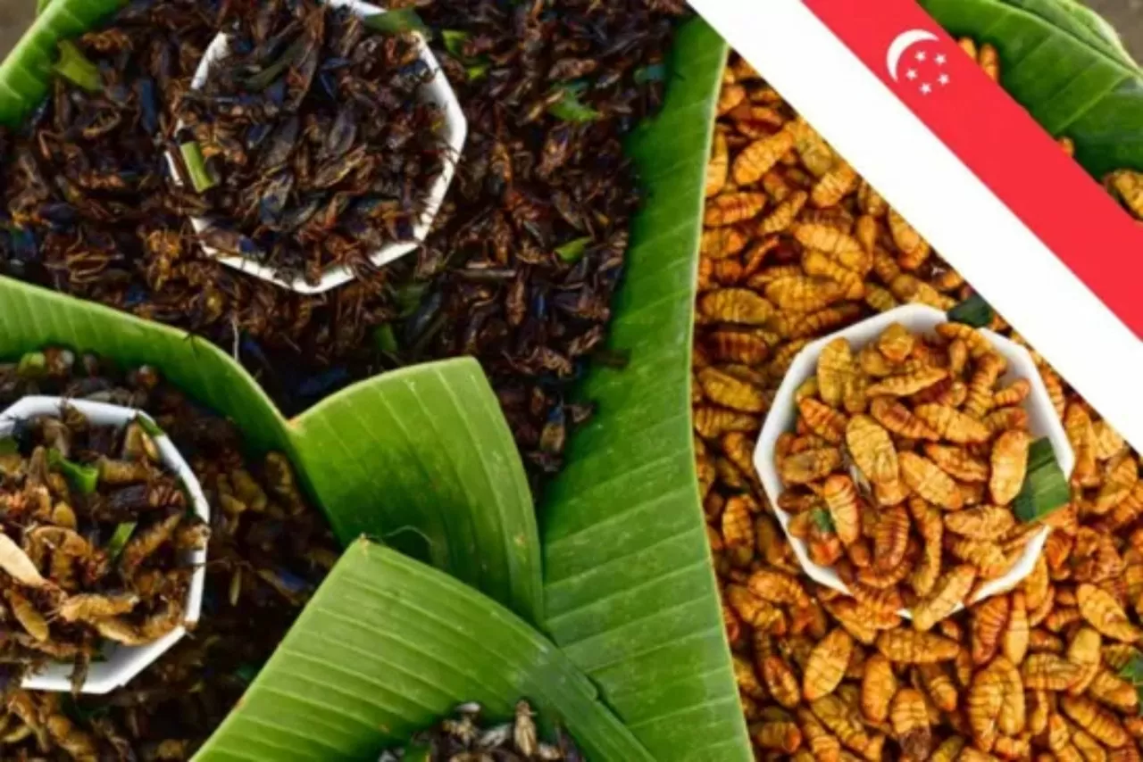 Dế, châu chấu,.. được phép sử dụng làm thực phẩm tại Singapore Dế, châu chấu,.. được phép sử dụng làm thực phẩm tại Singapore