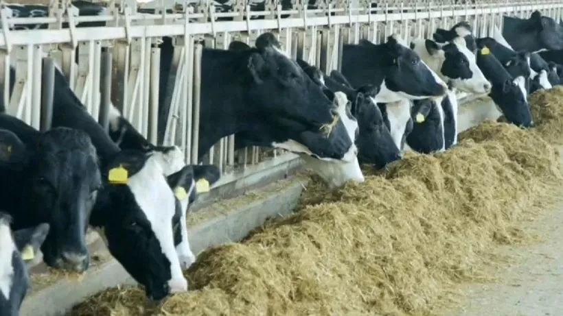 Phát hiện mới: Gia súc nhiễm virus cúm H5N1 dễ dàng lây truyền sang người Phát hiện mới: Gia súc nhiễm virus cúm H5N1 dễ dàng lây truyền sang người