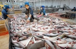 Xuất khẩu ngày 8-14/7: Cá tra 'đắt hàng' tại thị trường CPTPP; giá cà phê sắp phá vỡ mức đỉnh lịch sử, doanh nghiệp đứng trước 'cơ hội vàng'