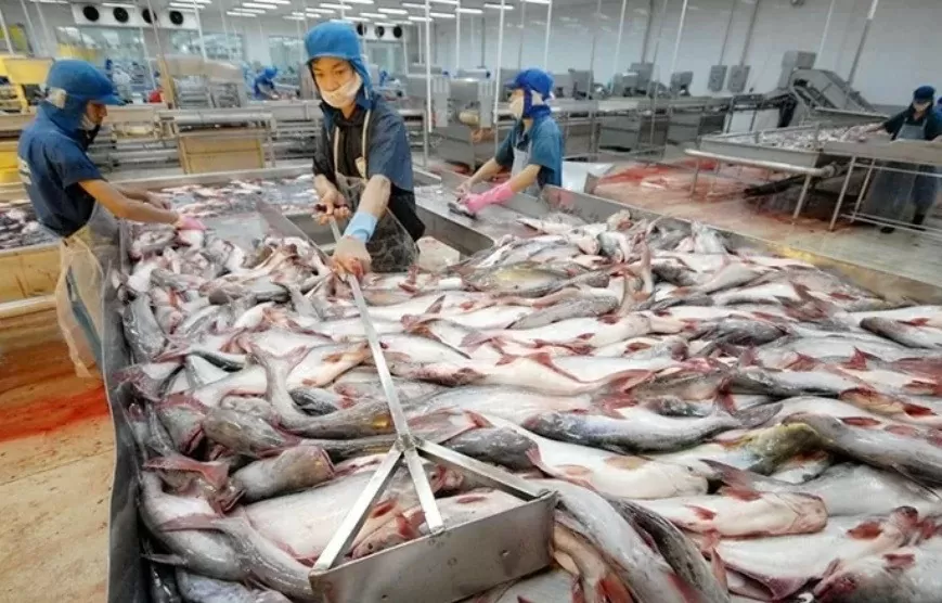 Xuất khẩu ngày 8-14/7: Xuất khẩu ngày 8-14/7: Cá tra 'đắt hàng' tại thị trường CPTPP; giá cà phê sắp phá vỡ mức đỉnh lịch sử, doanh nghiệp đứng trước 'cơ hội vàng'