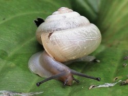 Nhật Bản lo ngại ốc sên trước nguy cơ tuyệt chủng do môi trường khô hạn