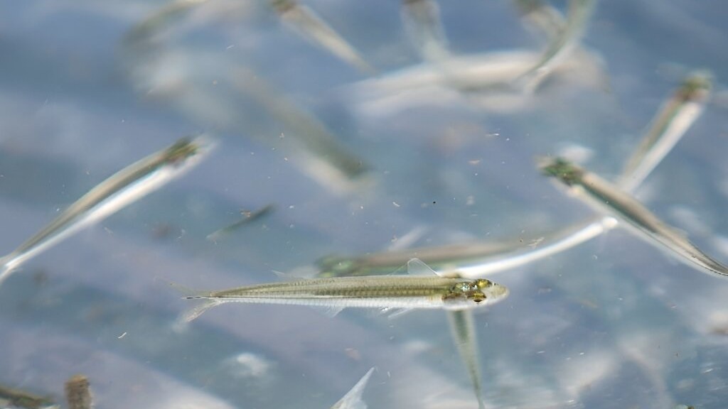 han han va nang nong nghiem trong mexico no luc hoi sinh ho nuoc can