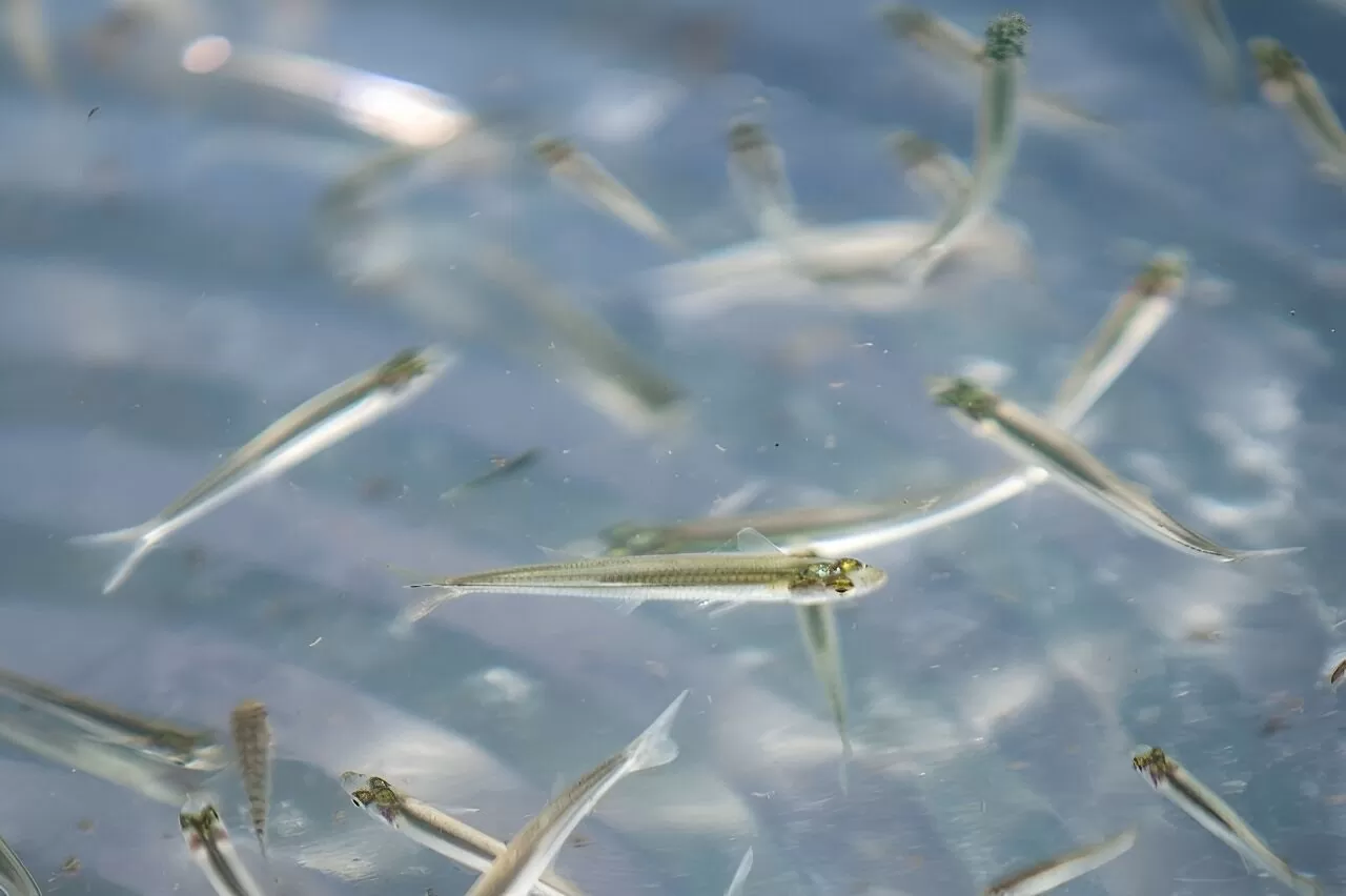 Hạn hán và nắng nóng nghiêm trọng, Mexico nỗ lực hồi sinh hồ nước cạn Hạn hán và nắng nóng nghiêm trọng, Mexico nỗ lực hồi sinh hồ nước cạn