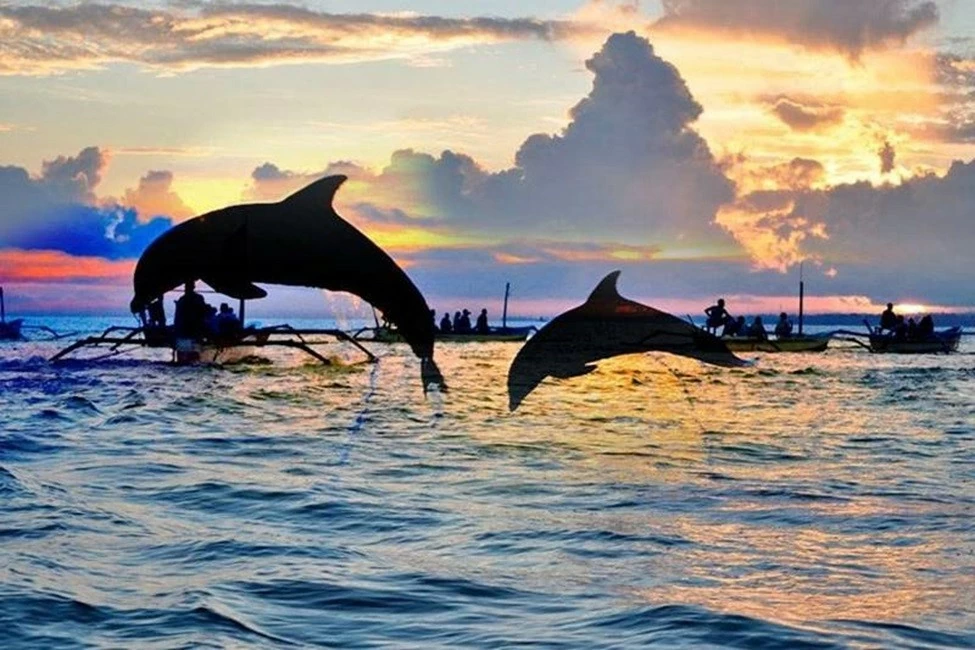 Ngắm cá heo và lặn biển Lovina: Hành trình khám phá đỉnh cao Bali Ngắm cá heo và lặn biển Lovina: Hành trình khám phá đỉnh cao Bali