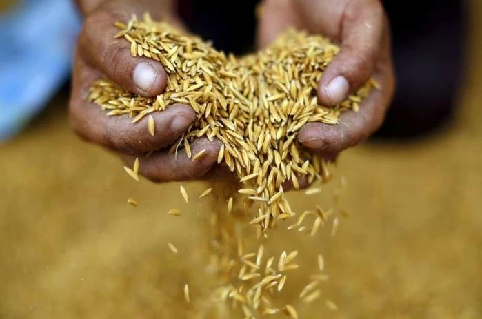 Thái Lan đã xuất khẩu 1,2 triệu tấn gạo trong tháng 6, tăng 78,7% so với cùng kỳ năm ngoái, qua đó đưa xuất khẩu gạo của nước này trong nửa đầu năm lên 5,08 triệu tấn, tăng 25% so với cùng kỳ năm ngoái. (Nguồn: Bangkok Post)