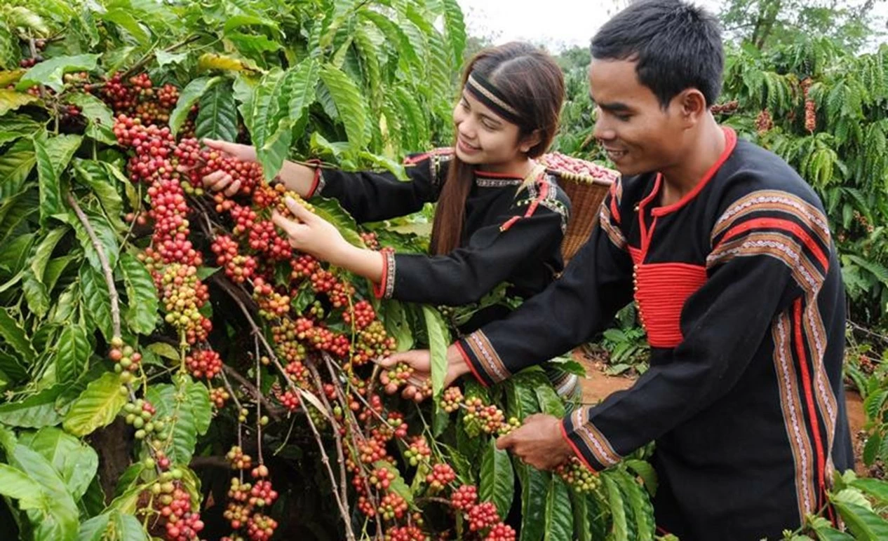 Giá cà phê và sầu riêng tăng cao đã đem lại kết quả tích cực, làm tăng thu nhập cho người dân, doanh nghiệp, góp phần đẩy mạnh phát triển nông nghiệp của tỉnh Đắk Lắk. (Nguồn: Vneconomy) Giá cà phê và sầu riêng tăng cao đã đem lại kết quả tích cực, làm tăng thu nhập cho người dân, doanh nghiệp, góp phần đẩy mạnh phát triển nông nghiệp của tỉnh Đắk Lắk. (Nguồn: Vneconomy)