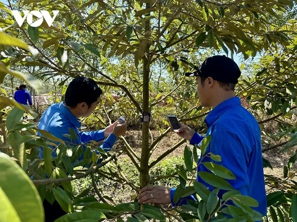Gắn mã số quản lý trên cây sầu riêng ở Đắk Lắk. (Nguồn: VOV) Gắn mã số quản lý trên cây sầu riêng ở Đắk Lắk. (Nguồn: VOV)