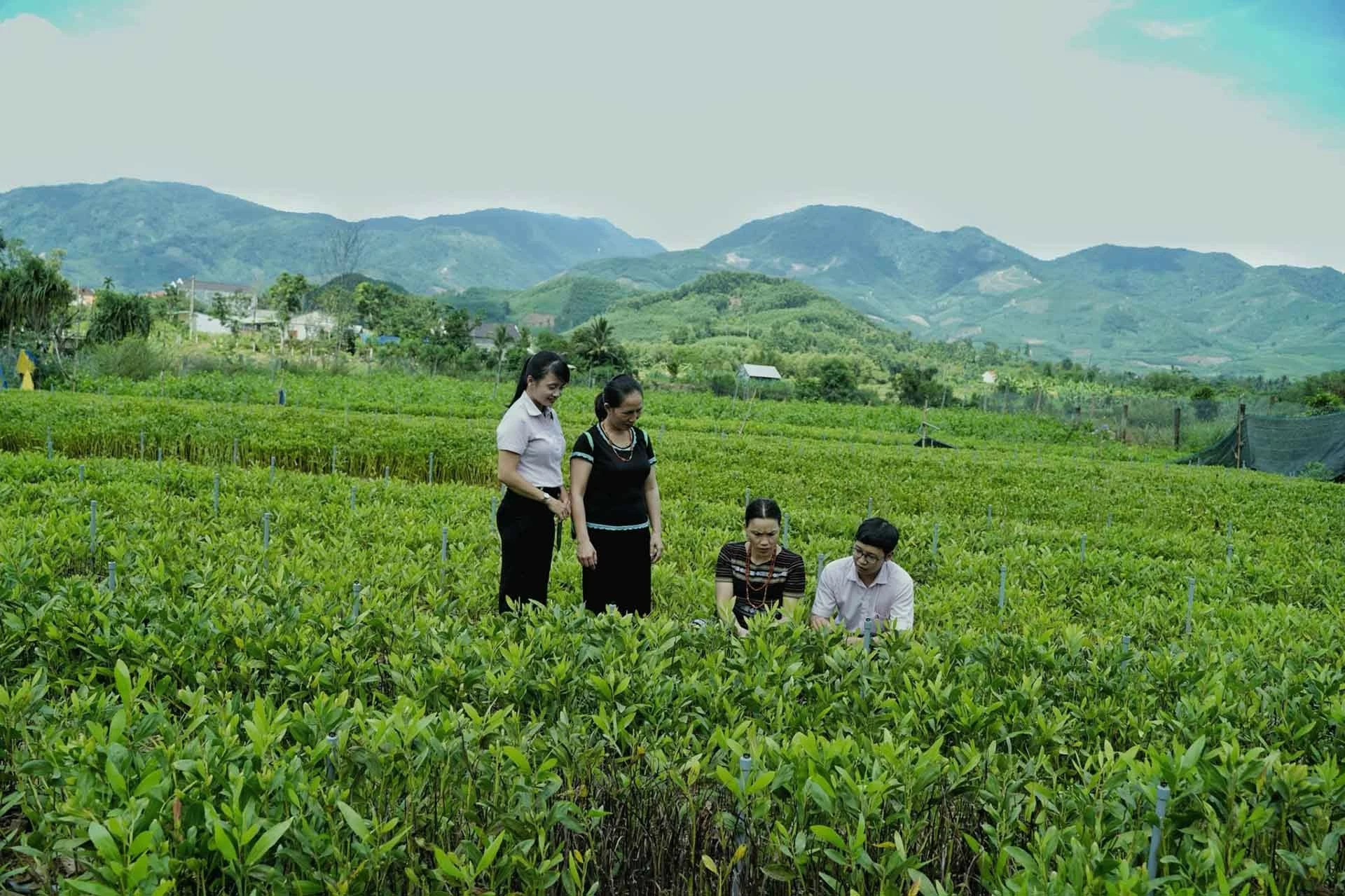 Đồng bào dân tộc H'Rê huyện Minh Long tích cực chuyển đổi cây trồng, nâng cao đời sống. Đồng bào dân tộc H'Rê huyện Minh Long tích cực chuyển đổi cây trồng, nâng cao đời sống.