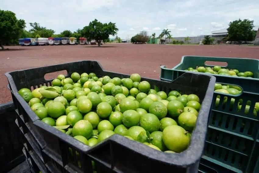 Băng đảng Mexico đe dọa tống tiền doanh nghiệp sản xuất chanh Băng đảng Mexico đe dọa tống tiền doanh nghiệp sản xuất chanh