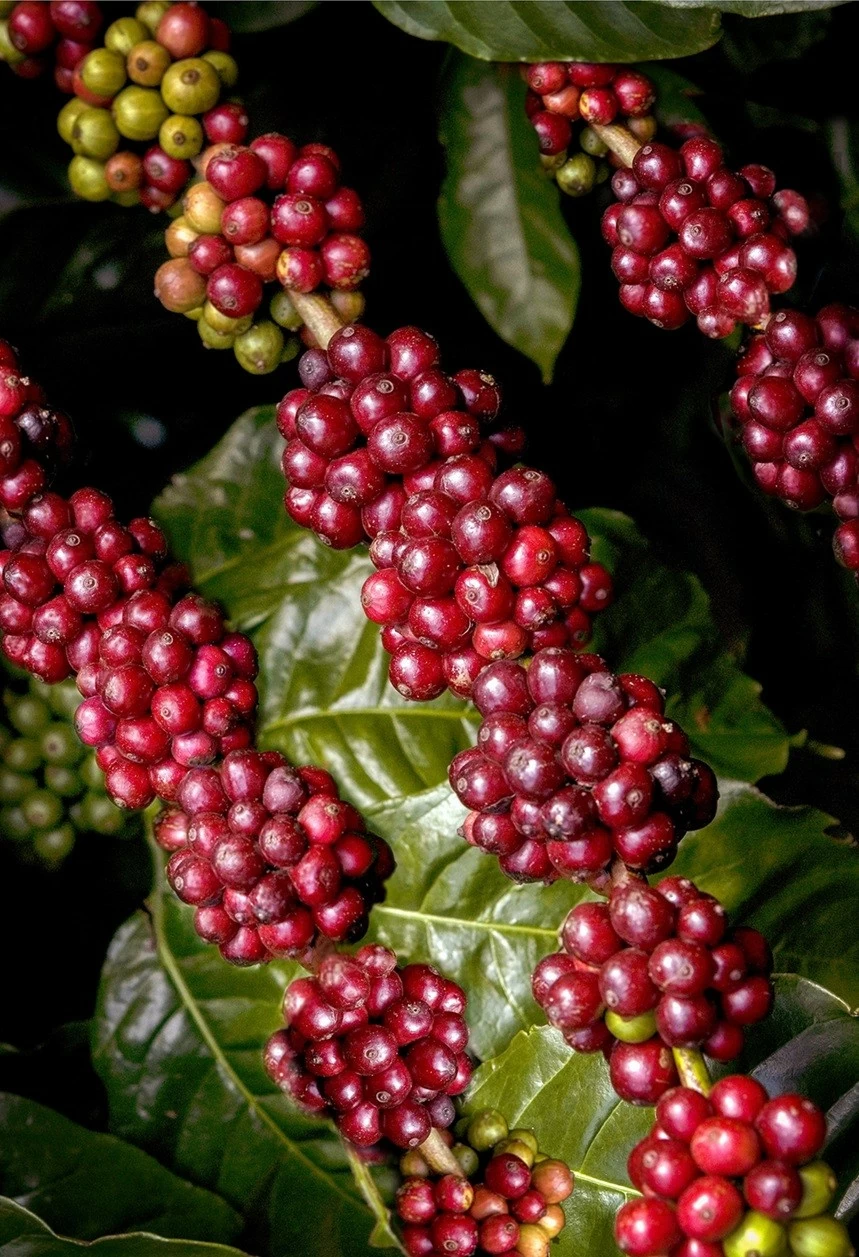 Mở 'kho báu' Đắk Lắk Mở 'kho báu' Đắk Lắk