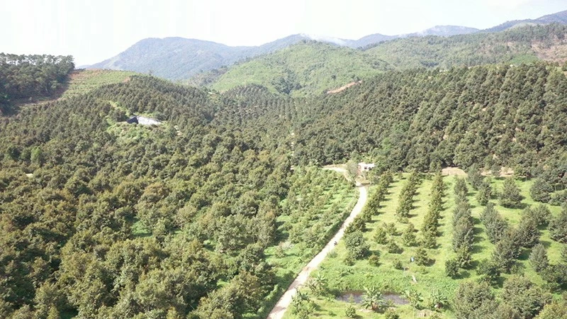 Sầu riêng Khánh Sơn,chìa khóa giúp địa phương thoát nghèo và phát triển bền vững Sầu riêng Khánh Sơn,chìa khóa giúp địa phương thoát nghèo và phát triển bền vững