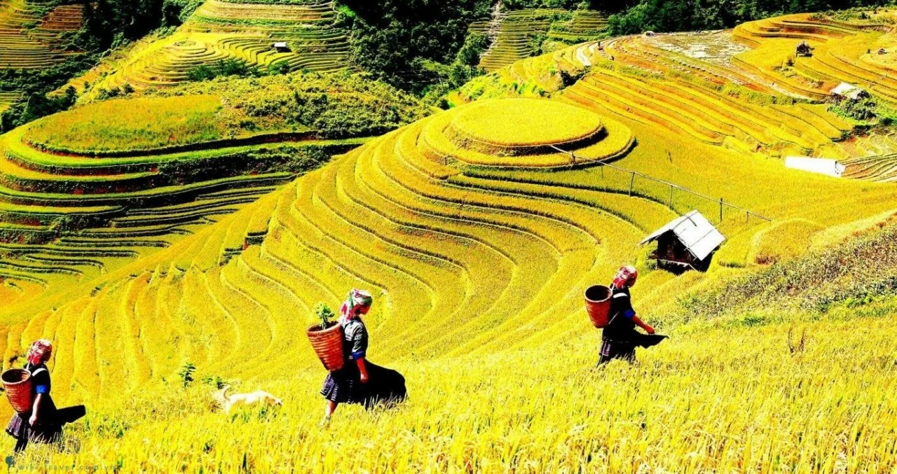 Đừng bỏ lỡ Tả Van khi du lịch Sa Pa mùa lúa chín Đừng bỏ lỡ Tả Van khi du lịch Sa Pa mùa lúa chín