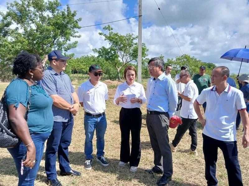 Doanh nghiệp Việt Nam thử nghiệm mô hình sản xuất lúa mới tại Cuba Doanh nghiệp Việt Nam thử nghiệm mô hình sản xuất lúa mới tại Cuba