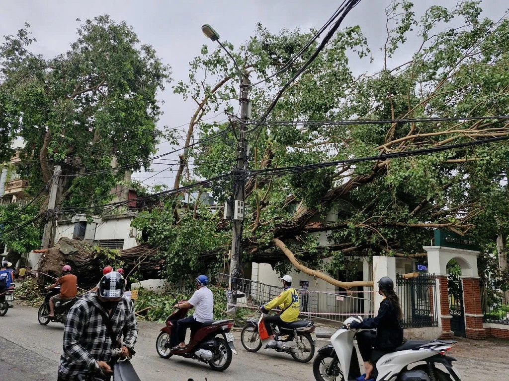 Cây cổ thụ trên đường Hoàng Hoa Thám, Hà Nội bị đổ do bão số 3. (Ảnh: Hải An) Cây cổ thụ trên đường Hoàng Hoa Thám, Hà Nội bị đổ do bão số 3. (Ảnh: Hải An)
