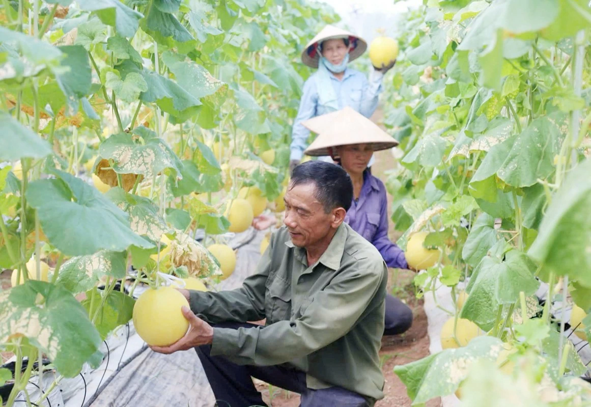 Nông nghiệp Hà Nội ứng dụng công nghệ cao vào sản xuất Nông nghiệp Hà Nội ứng dụng công nghệ cao vào sản xuất