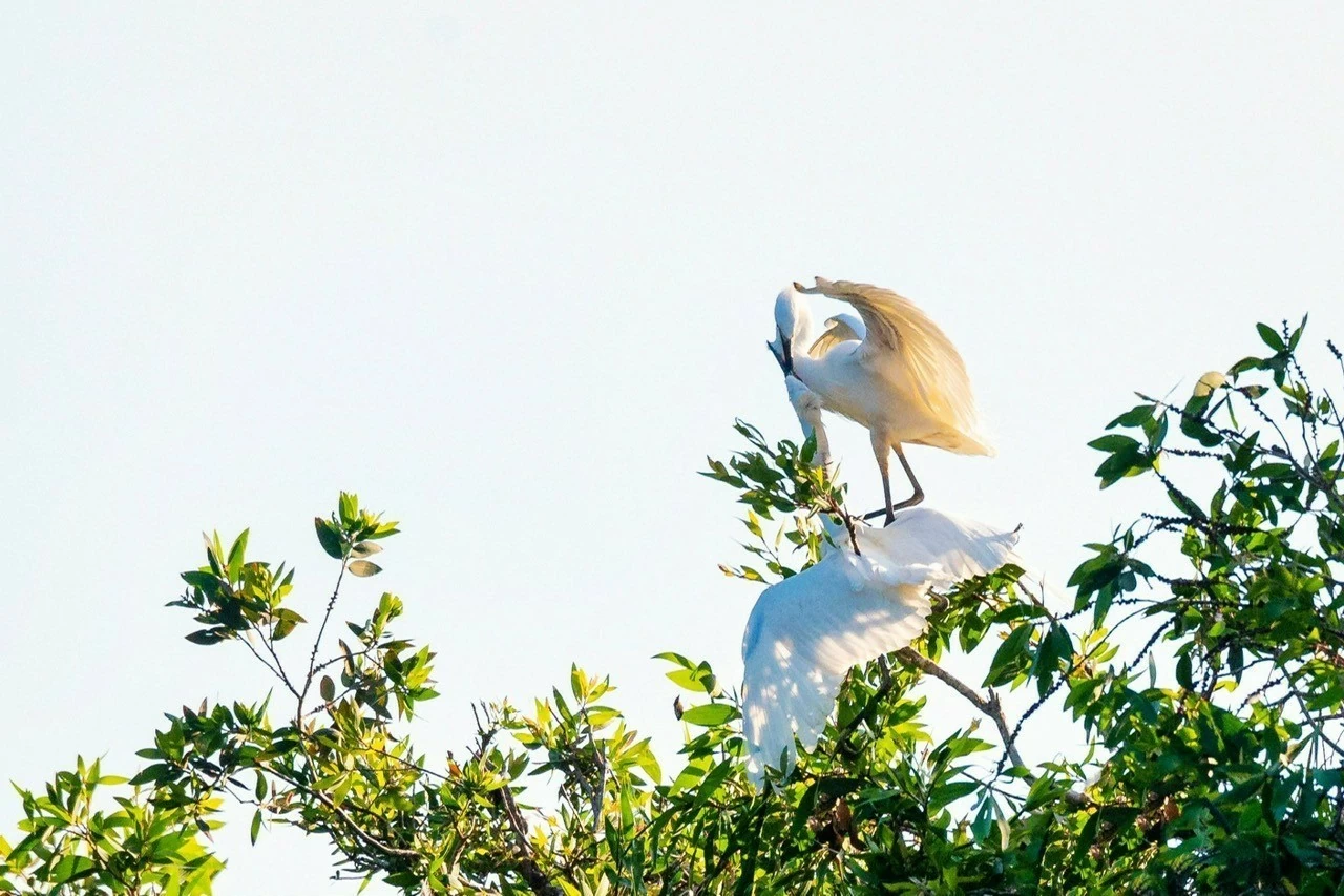 Loan phụng hòa duyên. Loan phụng hòa duyên.