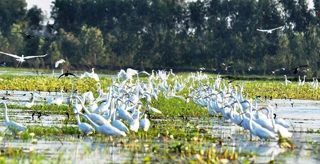 Có thể thấy, mỗi loài chim là một tác phẩm nghệ thuật tự nhiên sống động,. Có thể thấy, mỗi loài chim là một tác phẩm nghệ thuật tự nhiên sống động,.