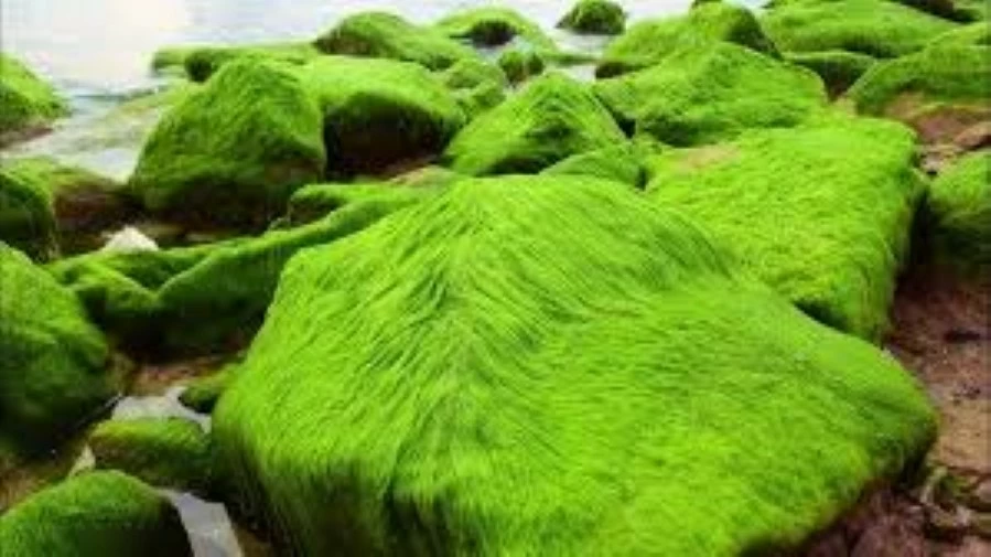 Món quà đặc biệt ở Nhơn Hải Món quà đặc biệt ở Nhơn Hải