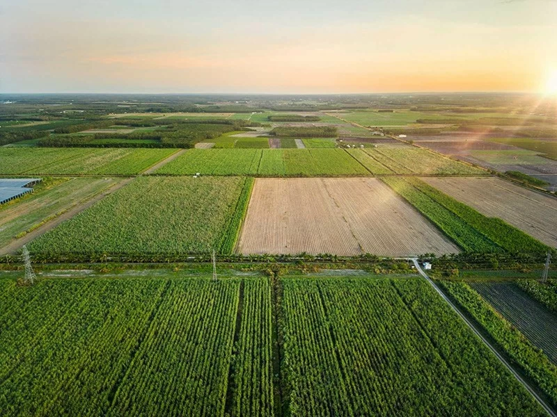 TTC AgriS sở hữu hơn 71 nghìn ha diện tích vùng nguyên liệu tự chủ, ứng dụng nền tảng công nghệ nông nghiệp (Agtech), trải dài tại 4 quốc gia: Việt Nam, Lào, Campuchia, Australia. TTC AgriS sở hữu hơn 71 nghìn ha diện tích vùng nguyên liệu tự chủ, ứng dụng nền tảng công nghệ nông nghiệp (Agtech), trải dài tại 4 quốc gia: Việt Nam, Lào, Campuchia, Australia.