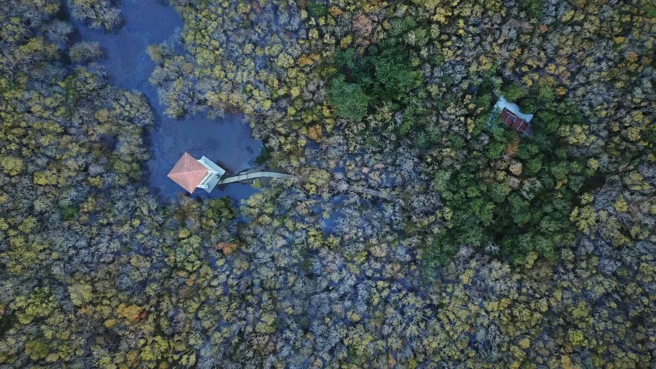 Vẻ đẹp của rừng ngập mặn nguyên sinh Rú Chá vào Thu Vẻ đẹp của rừng ngập mặn nguyên sinh Rú Chá vào Thu