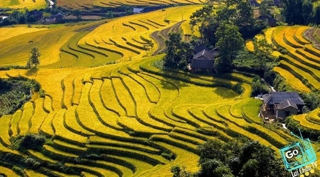 Cảnh sắc mùa lúa chín huyện Tam Đường với những cánh đồng vàng óng, bao quanh bởi núi rừng xanh thẳm, luôn khiến du khách mê mẩn. Cảnh sắc mùa lúa chín huyện Tam Đường với những cánh đồng vàng óng, bao quanh bởi núi rừng xanh thẳm, luôn khiến du khách mê mẩn.