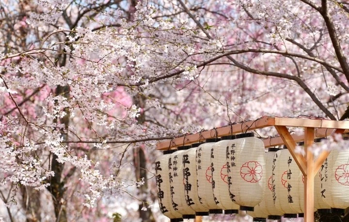 Từ biểu tượng văn hóa tới 'ngoại giao hoa anh đào' của Nhật Bản Từ biểu tượng văn hóa tới 'ngoại giao hoa anh đào' của Nhật Bản