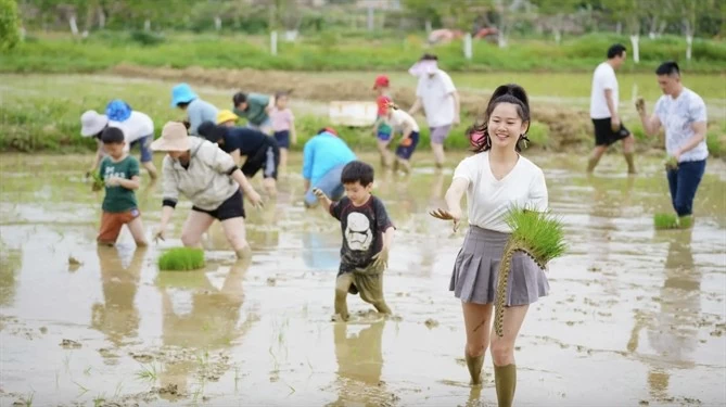 Những người Trung Quốc trẻ tuổi đang cấy mạ trên đồng ruộng. Ảnh: Getty Images. Những người Trung Quốc trẻ tuổi đang cấy mạ trên đồng ruộng. Ảnh: Getty Images.