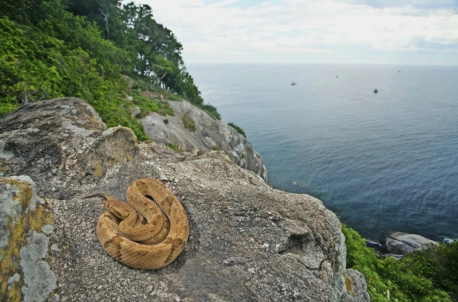 Lý do không ai dám cư trú tại một hòn đảo tuyệt đẹp ở Brazil Lý do không ai dám cư trú tại một hòn đảo tuyệt đẹp ở Brazil