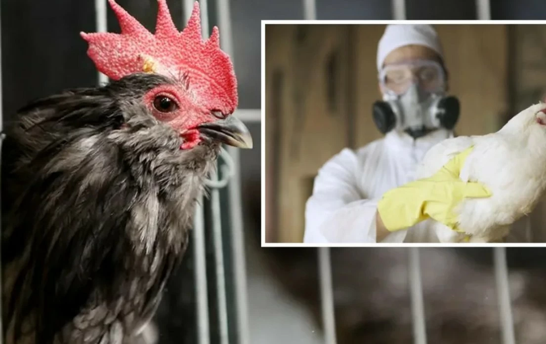 Vì sao Australia chưa từng phát hiện cúm gia cầm? Vì sao Australia chưa từng phát hiện cúm gia cầm?