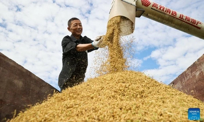 Siêu giống lúa mới có năng suất cao của Trung Quốc lai lúa nếp và lúa gạo Siêu giống lúa mới có năng suất cao của Trung Quốc lai lúa nếp và gạo