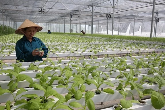 Nông nghiệp Hà Nội đẩy mạnh ứng dụng công nghệ cao vào sản xuất Nông nghiệp Hà Nội đẩy mạnh ứng dụng công nghệ cao vào sản xuất