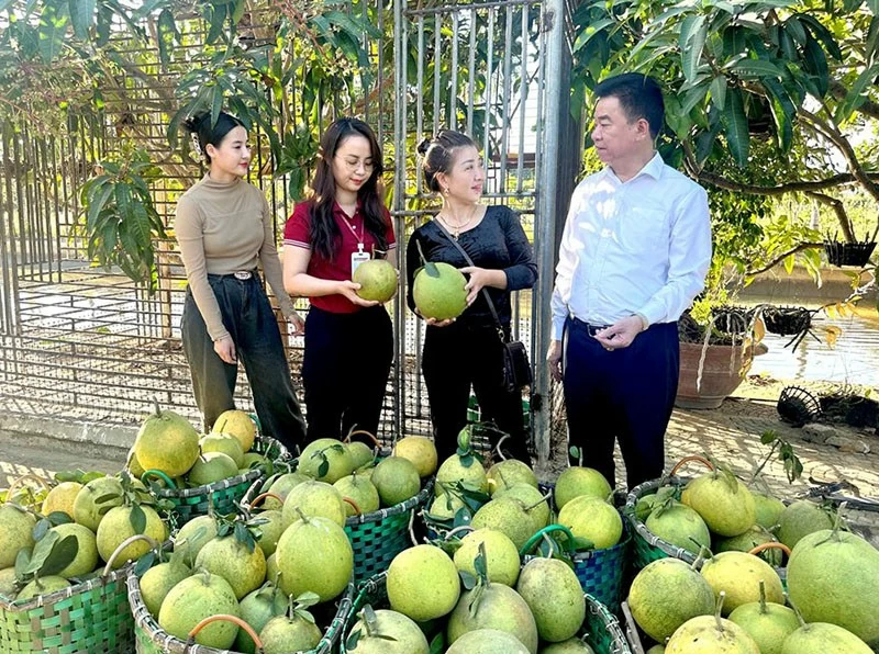 Bưởi da xanh của Công ty TNHH Huy Toan, Điện Biên cho năng suất và chất lượng vượt trội đã có mặt ở hầu hết các tỉnh phía Bắc Bưởi da xanh của Công ty TNHH Huy Toan, Điện Biên cho năng suất và chất lượng vượt trội đã có mặt ở hầu hết các tỉnh phía Bắc