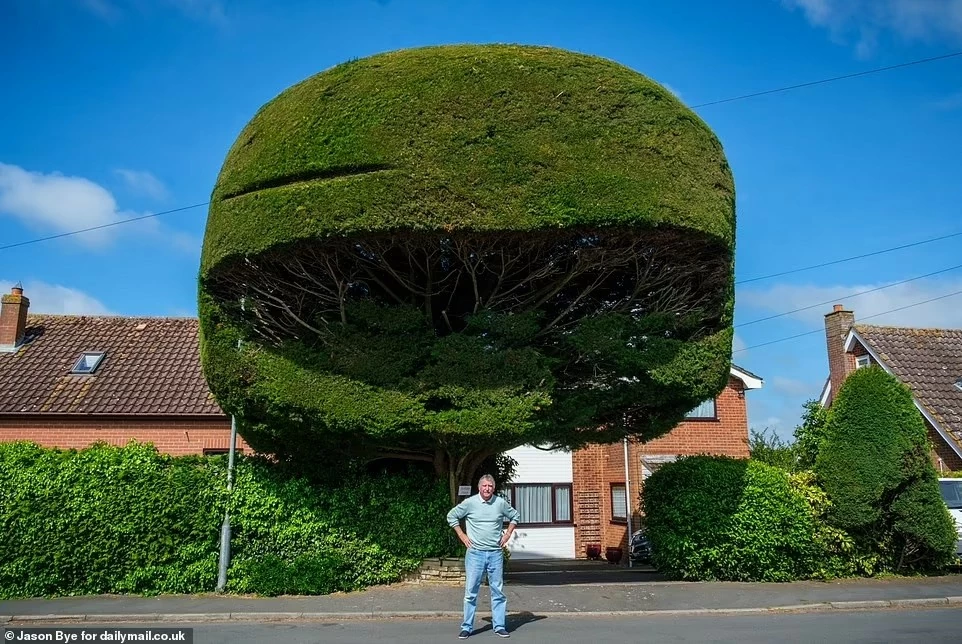Cây tuyết tùng cao 9m, nhìn xa như chiếc mũ khổng lồ, phải cắt tỉa hằng năm Cây tuyết tùng cao 9m, nhìn xa như chiếc mũ khổng lồ, phải cắt tỉa hằng năm